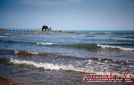 Nazirlik: Xəzərin Azərbaycan sahillərində suitilərin ölüm səbəbləri araşdırılır 