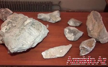 Mingəçevirdə 4 milyon illik fil sümükləri tapıldı — VİDEO