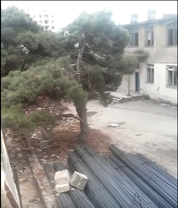 Nəsimi rayonu 20 yanvar küçəsində 70 zeytun ağacını hansı tikinti şirkəti k ...
