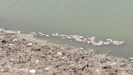 İsmayıllıda aşıqbayram gölünə yenidən su buraxıldı! Kifayət qədər qanunsuzluqlar barədə məlumat daxil olub - Foto+Video