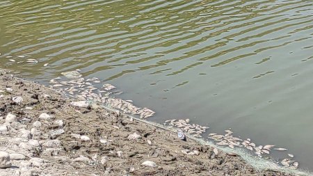 İsmayıllıda aşıqbayram gölünə yenidən su buraxıldı! Kifayət qədər qanunsuzluqlar barədə məlumat daxil olub - Foto+Video