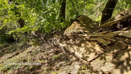 Lerik meşələrinin qırılması Ekologiya və təbii sərvətlər nazirliyi səviyyəsində həyata keçirilir! Video-Audio