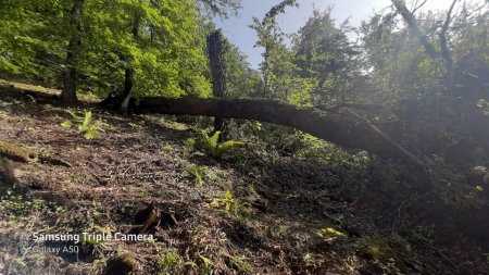 Lerik meşələrinin qırılması Ekologiya və təbii sərvətlər nazirliyi səviyyəsində həyata keçirilir! Video-Audio