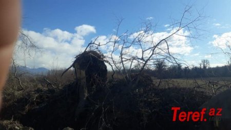 Deputat Azər Kərimli Qaxda ağacların soyqırımını davam etdirir – FOTO
