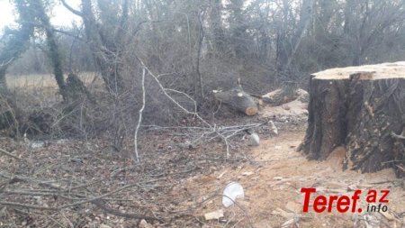 Deputat Azər Kərimli Qaxda ağacların soyqırımını davam etdirir – FOTO